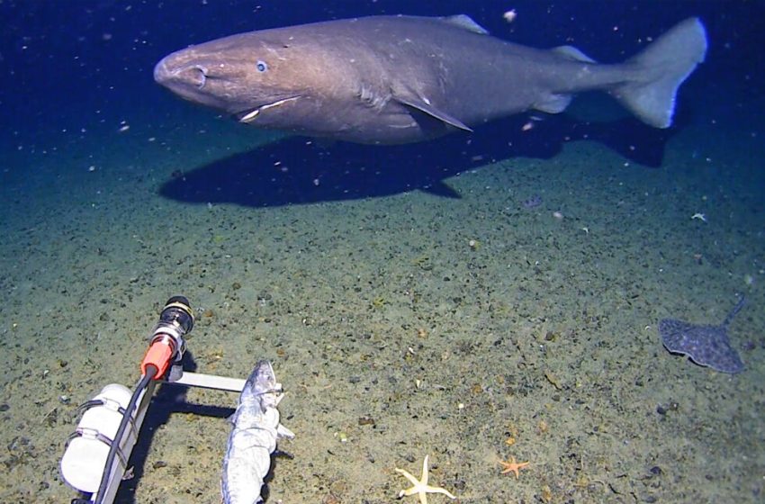  Surprise shark sighting in Antarctica’s near-freezing deep