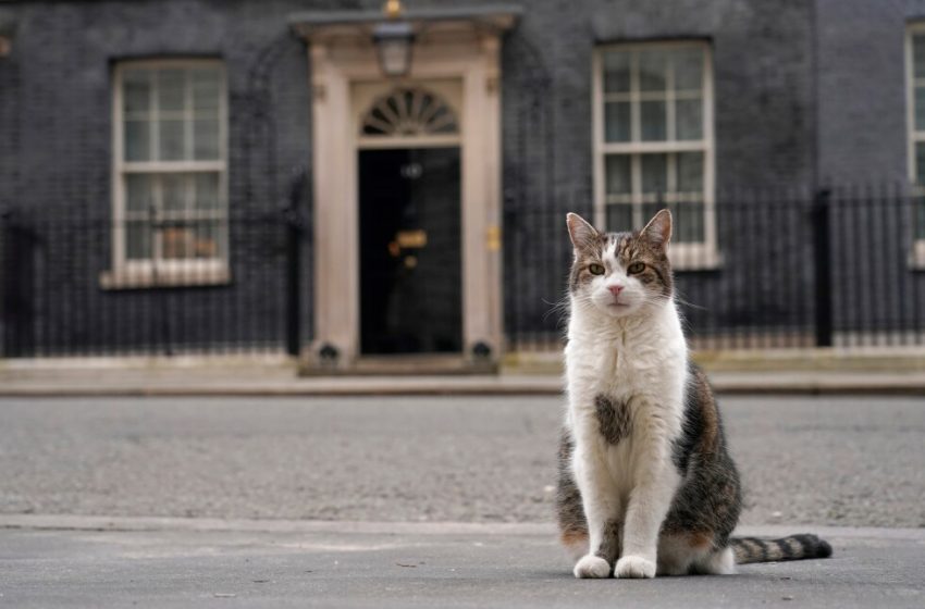  Photos of Larry the cat, Britain’s Chief Mouser at 10 Downing Street for 15 years