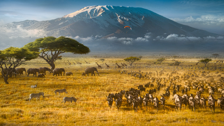 A sweeping landscape shot of the African wilds filled with herds of animals and a mountain in the background in Varanasi