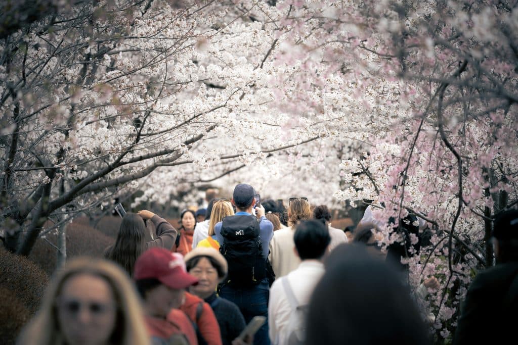 A crowd of visitors walks between the cherry trees in Japan.