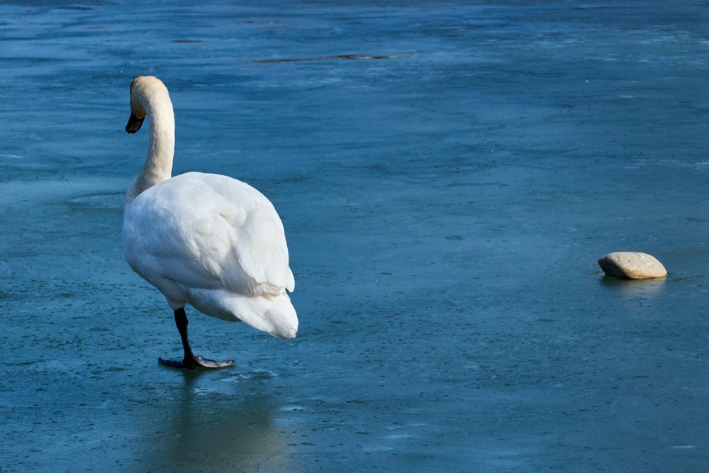 What Appears As Distress Is Often A Deliberate Energy Conservation Strategy