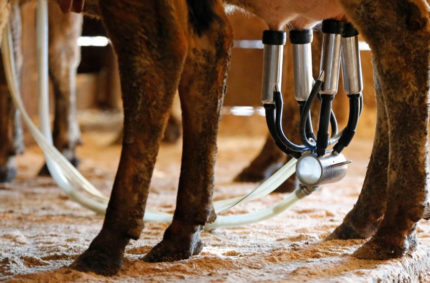  A newborn’s death likely linked to the mom drinking raw milk while pregnant