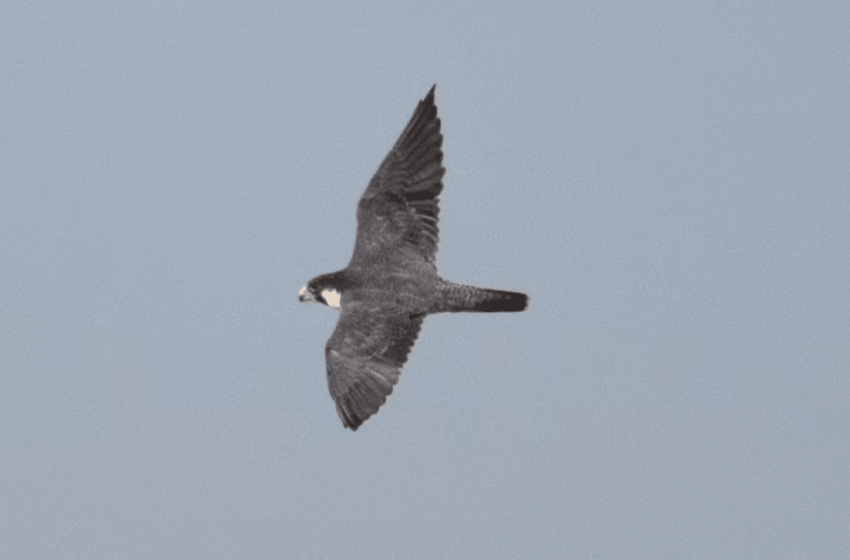  World’s Fastest Bird Spotted in Central Australia’s Remote Outback for the First Time