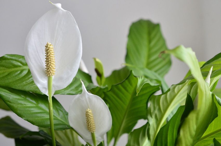  Why you should never water your peace lily with tap water — and what to use instead