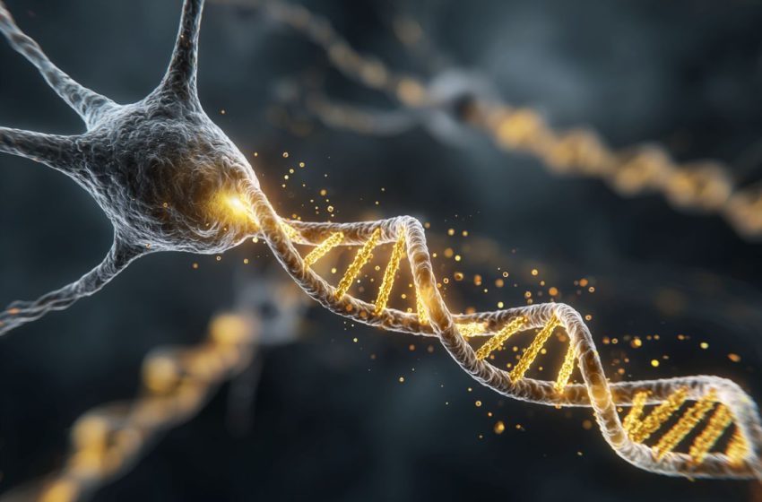  Neural Reprogramming Restores “Young” Memory in Aging Brains