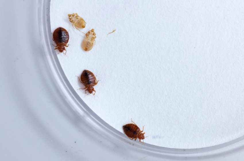 Scientists Have Discovered the Bed Bug’s Greatest Fear