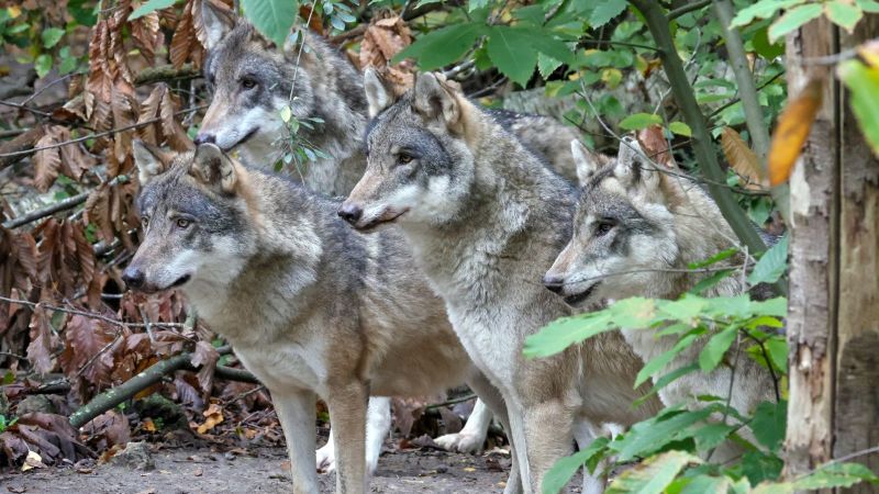  UK wildlife park euthanizes entire wolf pack after they turned on each other
