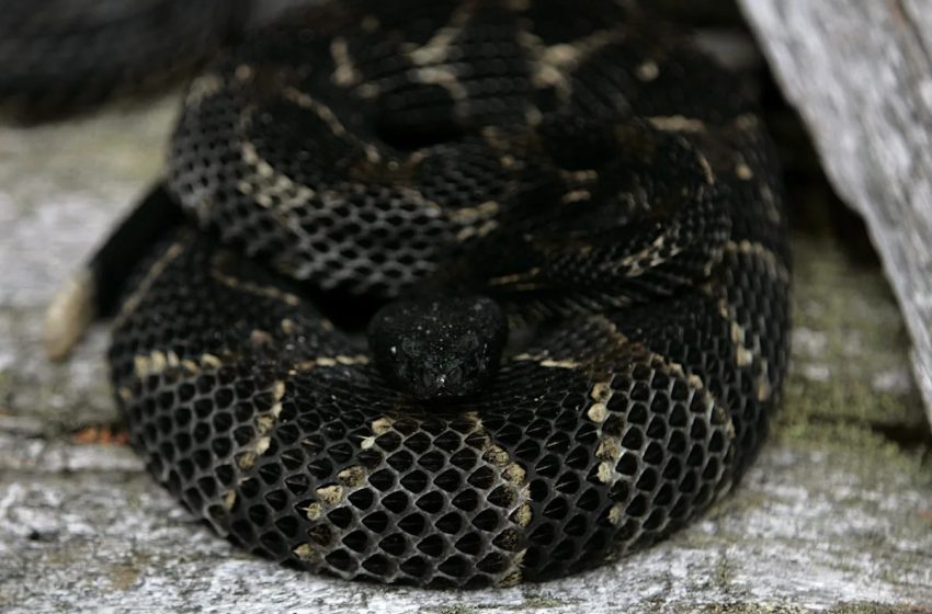  ‘The Voice’ alum dies at 26 after bitten by snake in her sleep