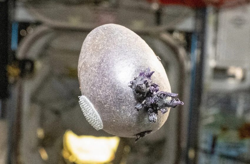  Netizens Terrified of What NASA Grew on the Space Station: A Potato
