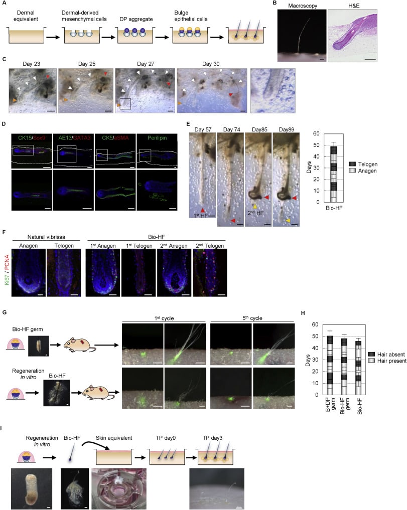 1 S2.0 S0006291x26002238 Gr3