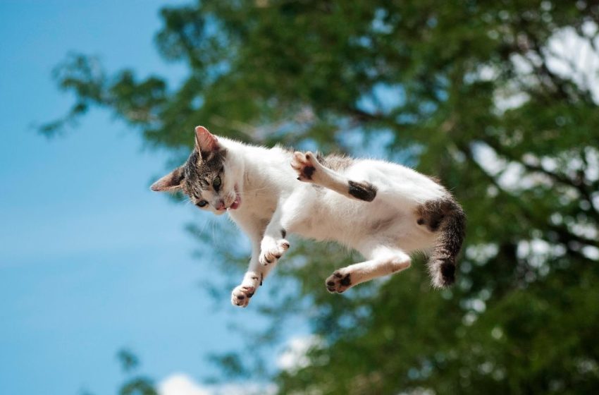 A New Study Details How Cats Almost Always Land on Their Feet