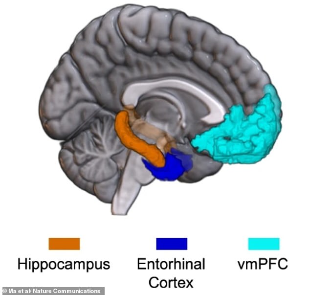 Different parts of the brain that were studies as part of the research. The team said their findings could help study how people with mental health issues process emotion