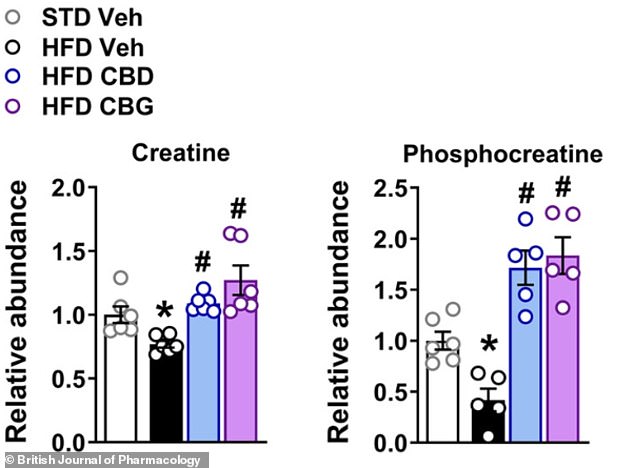 The figures show the levels of creatine and phosphocreatine, which together form an energy-buffering system. STD Veh is healthy diet + placebo; HFD Veh is high-fat diet + placebo; HFD CBD is high-fat diet + CBD treatment; HFD CBG is high-fat diet + CBG treatment. Both CBD and CBG restored and even increased the liver's energy reserves, suggesting those livers had a much greater capacity to handle energy stress