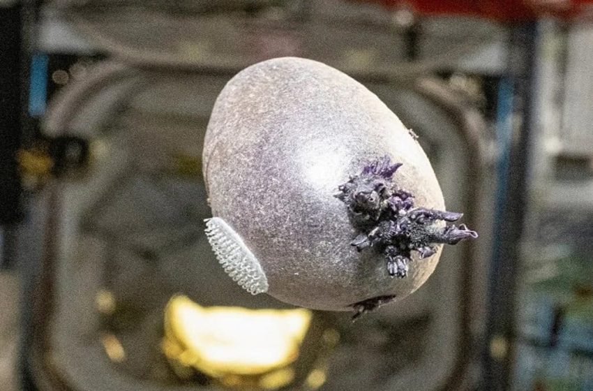  Space creature or humble potato? What NASA astronaut Don Pettit’s latest photo actually shows
