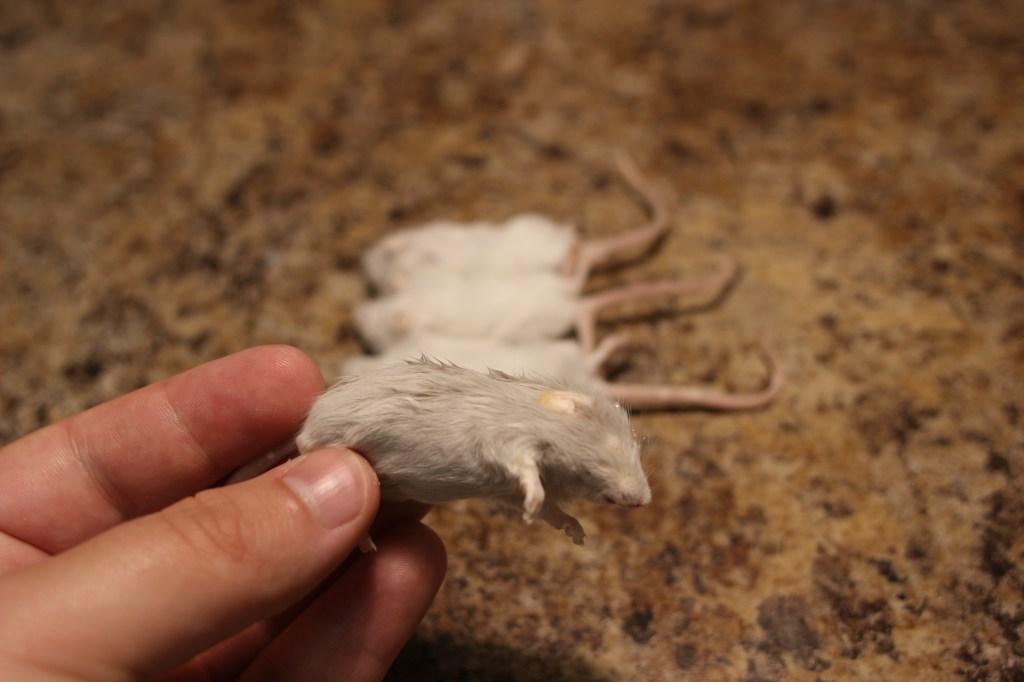 A hand holding a frozen white mouse, with several other frozen mice in the background.