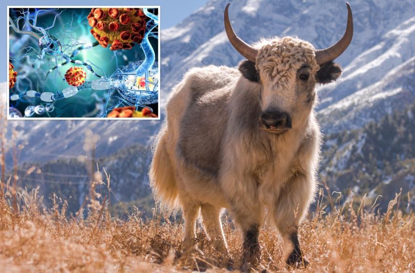 Yaks may hold the key to treating multiple sclerosis sufferers, study says