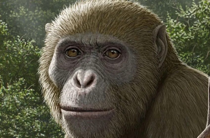  18 million-year-old fossils of ape found in Africa, but in an unexpected place
