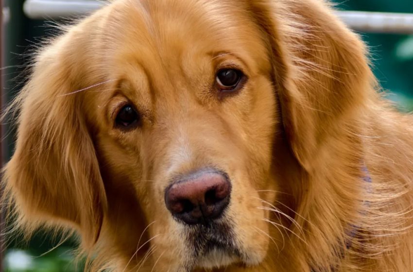  Fluffy Golden Retriever Gives the Most Offended Face After Being Called ‘Chonky’