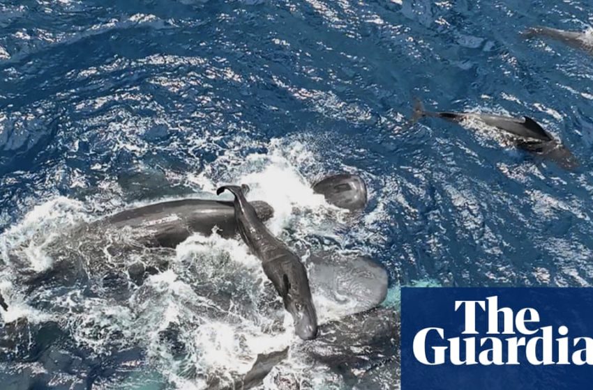  Scientists film whale giving birth while other whales work together to help her | Whales