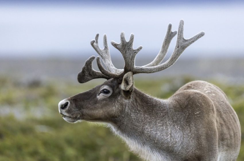  Researchers Have a Theory on Female Caribou Antlers