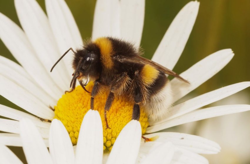  Bumblebees Have a Pretty Handy Survival Tactic