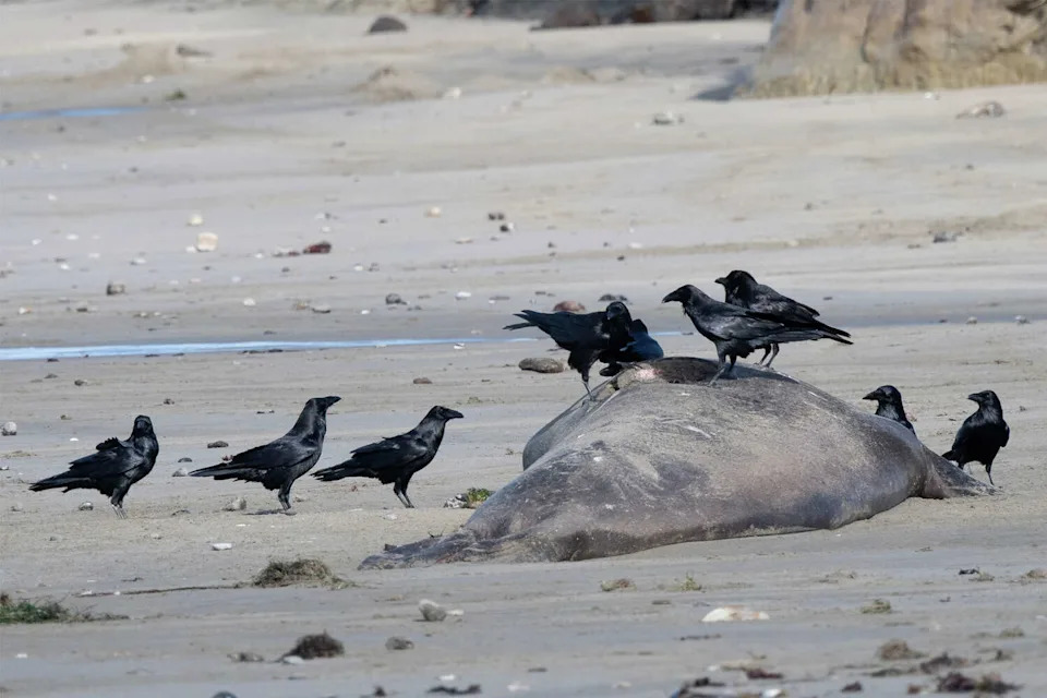 Ravens scavenge a recently deceased elephant seal carcass at Año Nuevo State Park. (Frans Lanting for the Beltran Lab/UC Santa Cruz under NMFS Permit 28742)