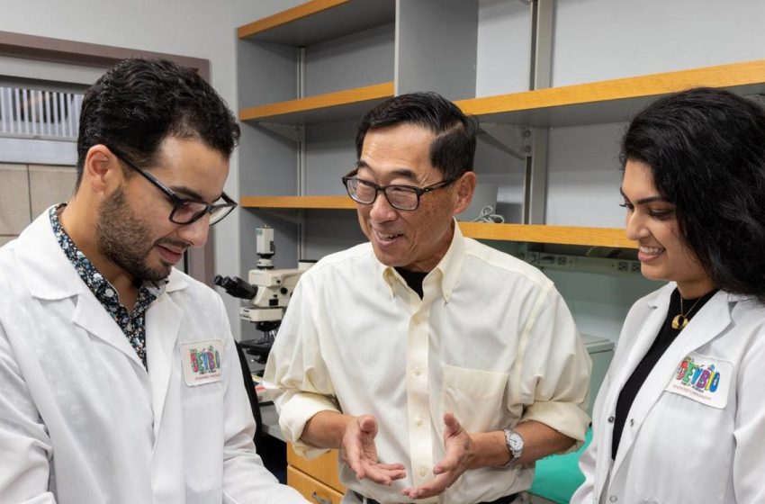  Stanford Cures Type-1 Diabetes in Mice Without Insulin or Immune Suppression