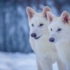 Romulus and Remus, the pups with dire wolf traits that were bred by Colossal Biosciences, are pictured at three months old. They have white fur and pink ears.