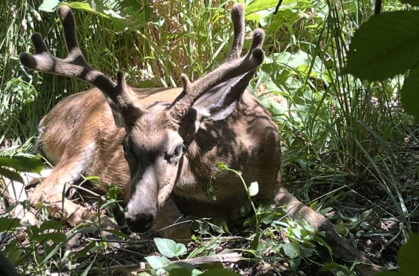  Chronic wasting disease found in deer across more parts of Utah