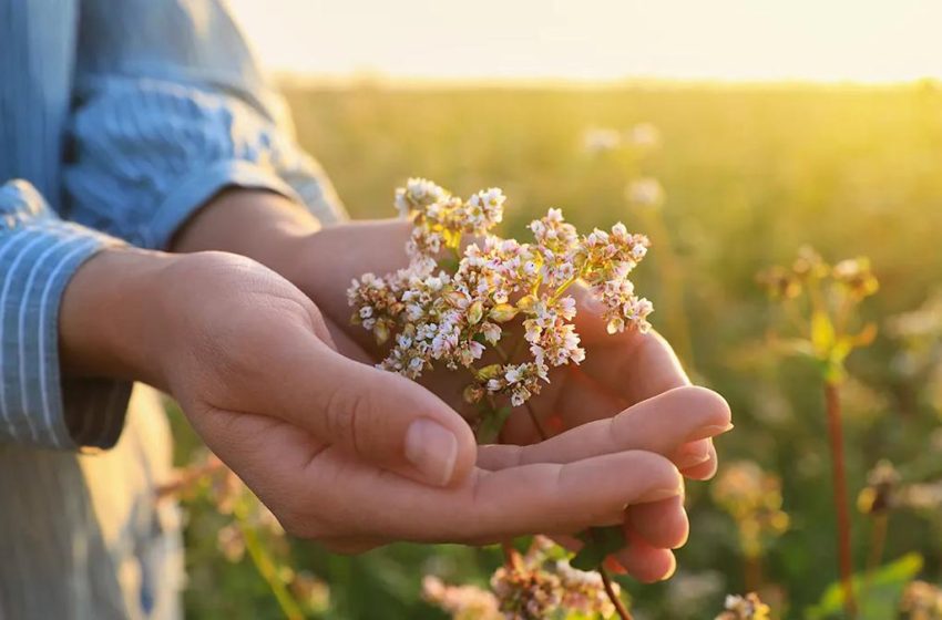  Ancient herb known as ‘nature’s Valium’ touted for improving sleep and anxiety