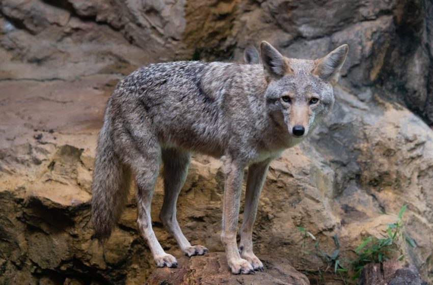  Rabid coyote attacks 3 people, 6 dogs in Eastchester and Bronxville area