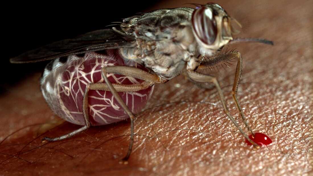 (Original Caption) Glossina 'morsitans morsitans', one of 31 species or sub-species of tsetse fly.