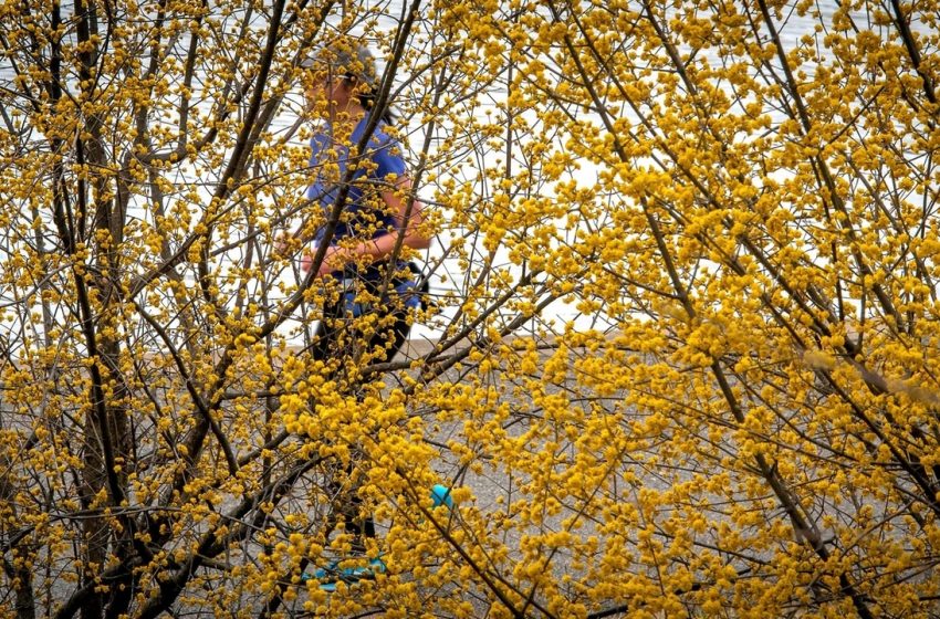  ‘Intense’ allergy season ahead due to Long Island’s wet winter, doctors say