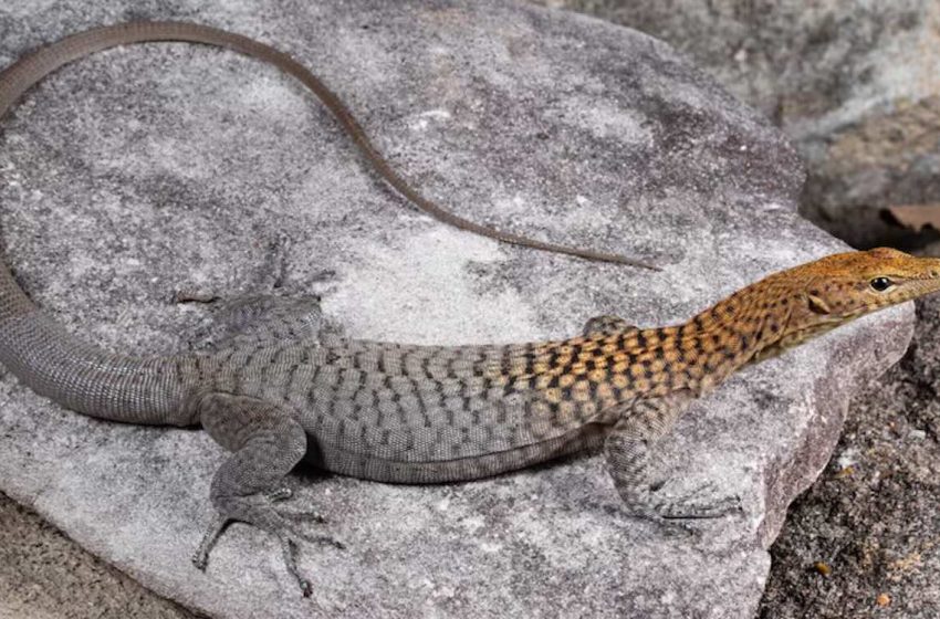  3 New Lizard Species Discovered in Australia–Including Stunning Orange-Headed Rock Monitor