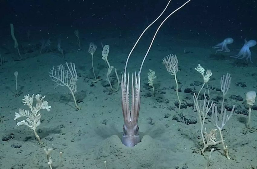  Scientists film deep-sea squid ‘turning into a tree’ 4 kilometres below the Pacific |