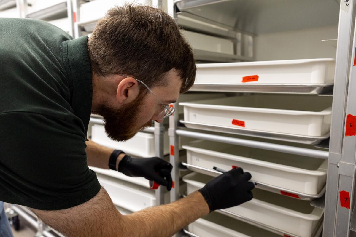 Nicolas Tremblay, senior vector ecologist, places tape on water-filled trays in the Pacoima insectary. 
