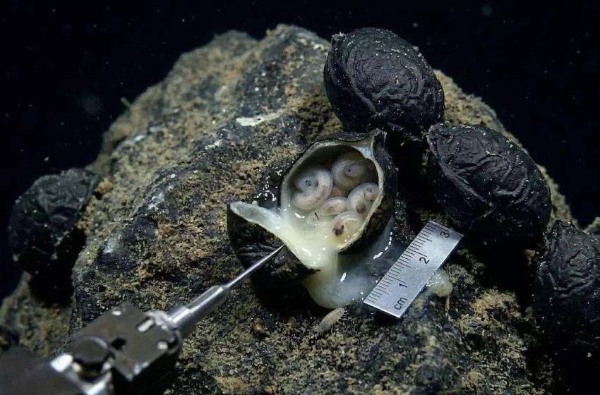  6,200 meters under the Pacific Ocean: Scientists open black ‘eggs’ and make a shocking discovery | World News