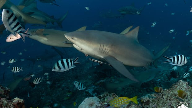  Turns out these sharks can make friends and have social lives, new study finds