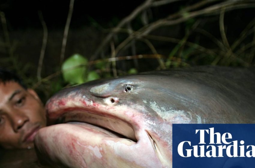 Epic river migrations of fish rapidly collapsing, UN report finds | Fish