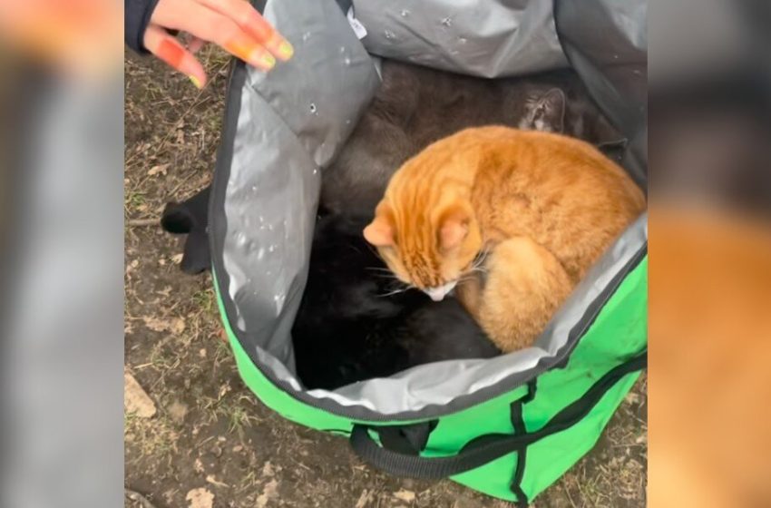  Parkgoers Open Uber Eats Bag Left Under Bench And Find Babies Curled Up Inside