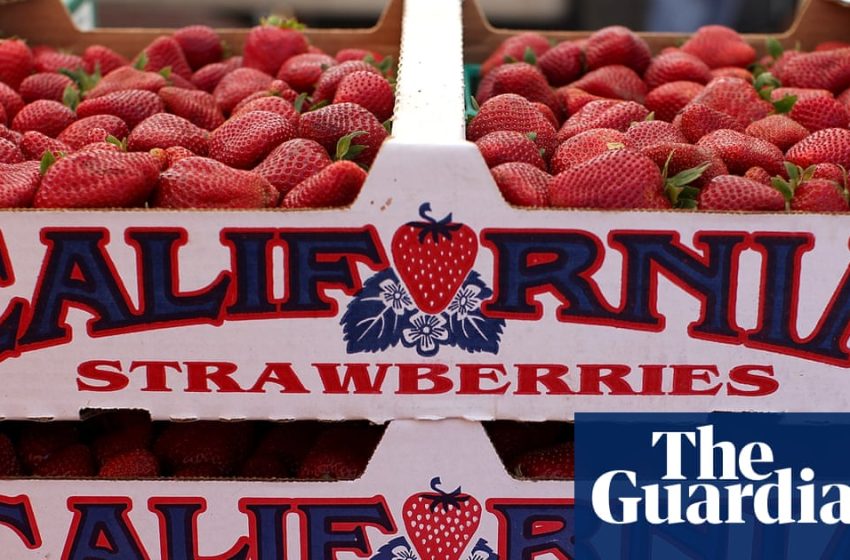  Toxic Pfas residue identified on 37% of California produce, new analysis finds | Pfas
