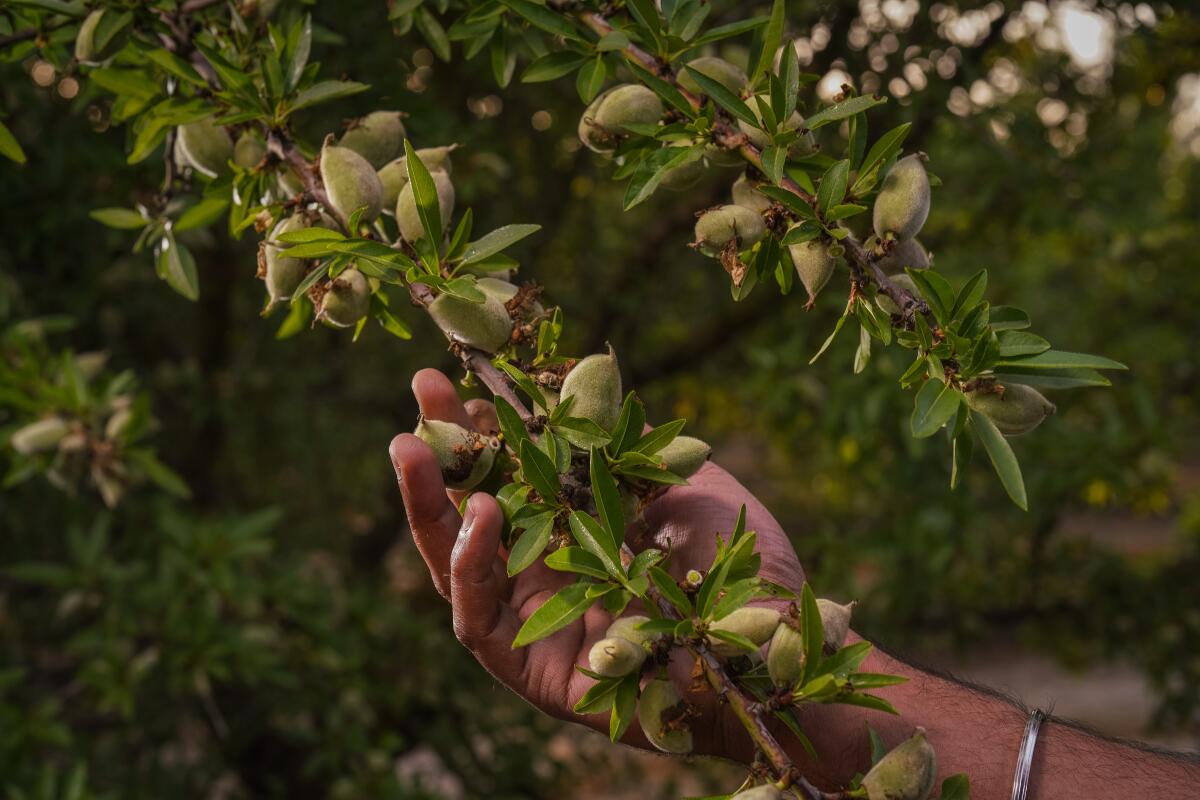 a man holds a branch with fruit growing