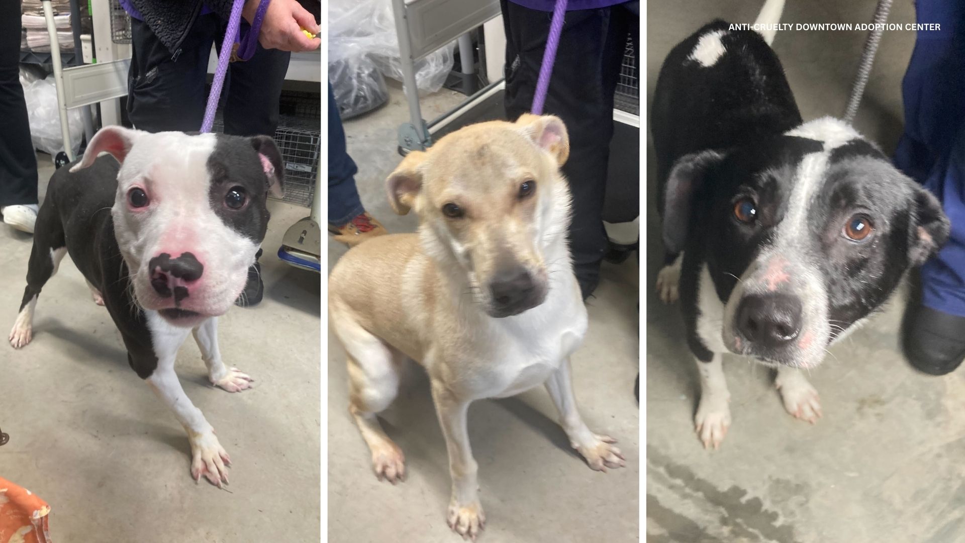Chicago's Anti-Cruelty Downtown Adoption Center at 510 N. LaSalle Dr. welcomed six dogs to help the Kankakee County Animal Control create space in their shelter.