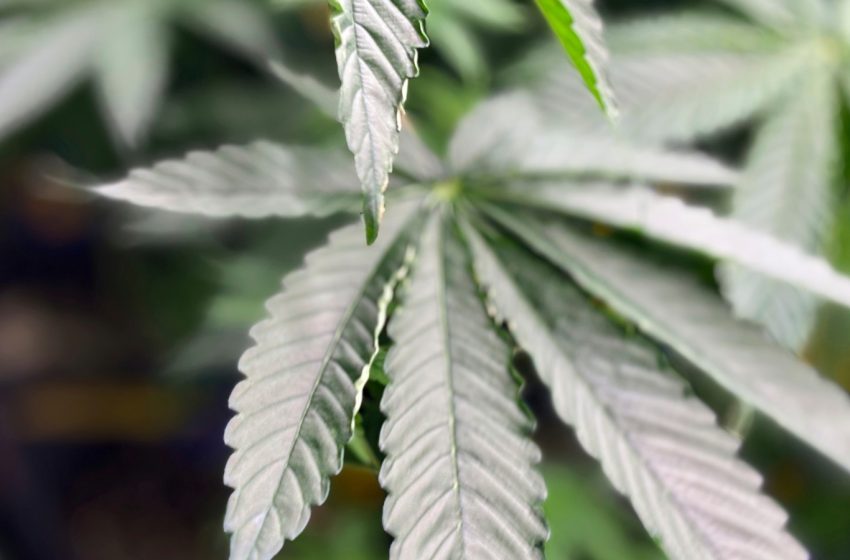  Scientists say marijuana doesn’t ease anxiety or other mental health conditions