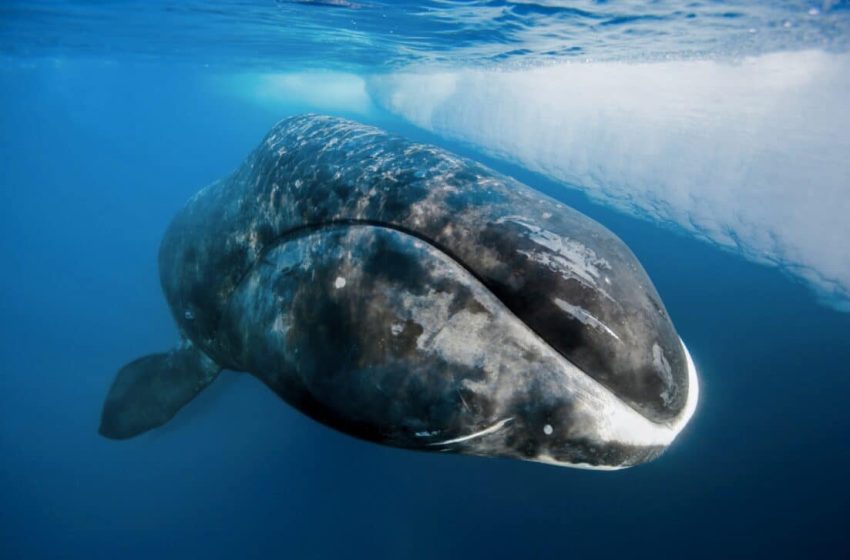  Humans Could Live Up to 200 Years If Scientists Harness a Protein That Repairs DNA Damage