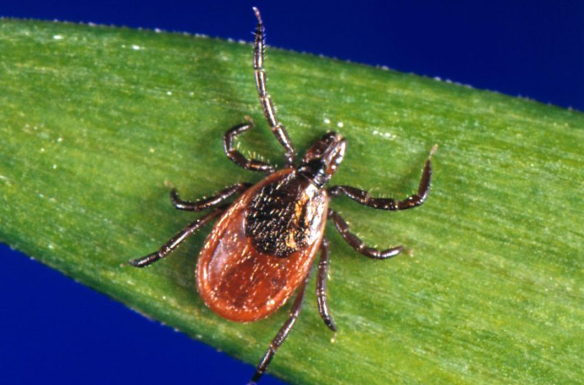  Pfizer Lyme vaccine shows more than 70% efficacy but misses key statistical goal