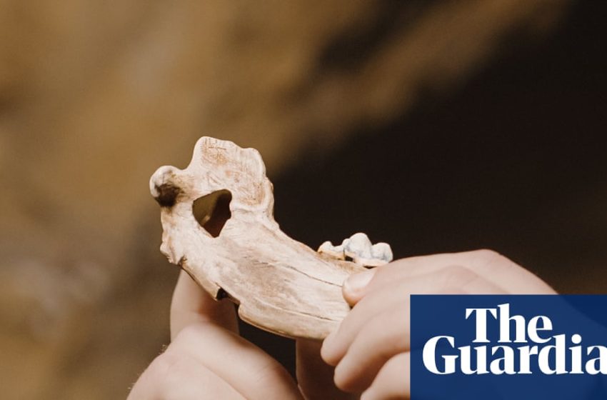  Bond between dogs and humans dates back more than 15,000 years, study finds | Animal behaviour