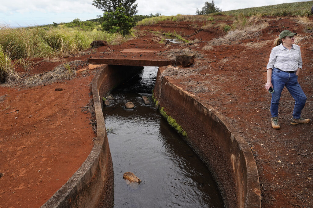 ADC Executive Director Wendy Gady stands near a Dole irrigation ditch in their pineapple field Monday, Aug. 5, 2024, in Wahiawa. (Kevin Fujii/Civil Beat/2024)