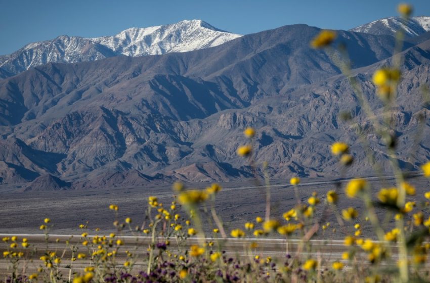  Death Valley sees its most spectacular superbloom in a decade