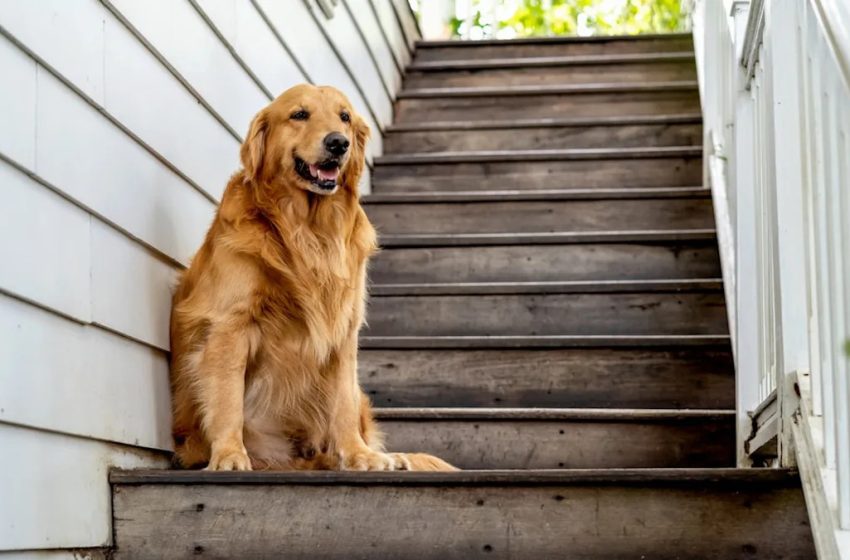  Golden Retriever Insists on Escorting People Down the Stairs Like a Tiny Gentleman